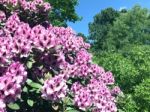 Rhododendron-flowers In The Park Stock Photo