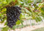 Red Grapes On The Vine Stock Photo