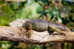 Iguana Reptile Sleeping Stock Photo