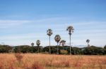 Palm Trees With Blue Sky Stock Photo