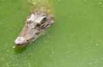 Crocodile Head With Closed Jaws Closeup Stock Photo