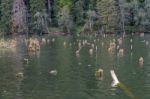 Submerged Forest At The Red Lake In The Eastern Carpathians Roma Stock Photo