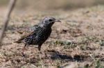 Starling Stock Photo