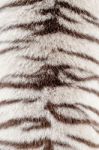 White Bengal Tiger Fur Stock Photo