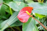 Red Yellow Flamingo Flower In Garden Stock Photo