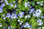 Flower Background Texture Beautiful Violet Cape Leadwort Stock Photo