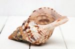 Seashell On White Stock Photo