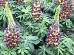 Lupines Flowers In The Garden Stock Photo