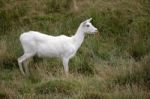 Red Lechwe Antelope (kobus Leche) Stock Photo