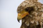 Bateleur Eagle Stock Photo