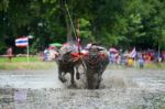 Buffalo Tradition Race Stock Photo