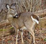 Funny Picture With A Deer In The Forest Stock Photo