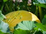 Pumpkin Ripening In The Sun Stock Photo