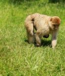 Find The Baby Barbary Macaque Stock Photo