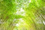 Bamboo Arch Background Stock Photo