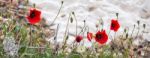 Poppies Flowering In Sardinia Stock Photo