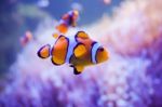 Cartoon Fish Near Sea Anemone Stock Photo