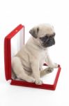 Cute puppy in necklace box Stock Photo