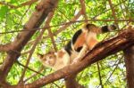 Cat On Tree Stock Photo