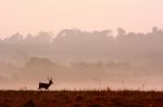 Deer Running Stock Photo