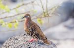 Galapagos Dove In Espanola Island Stock Photo