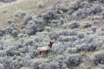 Elk Or Wapiti (cervus Canadensis) Stock Photo