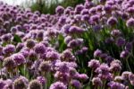 Lavender Stock Photo