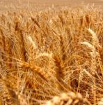 Wheat Field Stock Photo