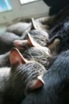 Four Adorable Funny Cute Kitten Cat Suckle Breast Feeding Milk Time From Mother, Happy Family Stock Photo