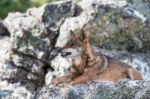 The Iberian Wolf Stock Photo