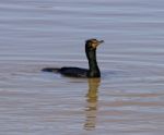 Solely Cormorant Stock Photo