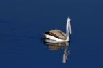 Spot Billed Pelican Stock Photo