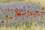 Wild Flowers Stock Photo