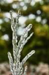 Branch Of Juniper Stock Photo