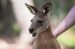 Kangaroo Outside Stock Photo