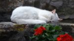 White Cat Resting On Step F Stock Photo