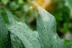 Drops On Leaves After Rain Stock Photo