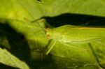 European Grasshopper (tettigonia Viridissima) Stock Photo