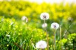 Close-up Of Beautiful Garden Flowers Field A Little Flowers Background Stock Photo