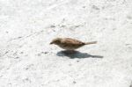 Song Thrush On White Rock Stock Photo