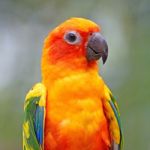 Sun Conure Stock Photo