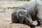 African Elephant (loxodonta) Stock Photo