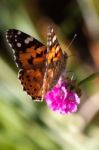 Close-up Of A Painted Lady (vanessa Cardui) Stock Photo