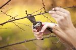 Pruning Fruit Tree - Cutting Branches At Spring Stock Photo