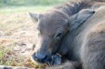 
Calf,
Buffalo Faces Stock Photo