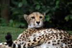 Cheetah Lying Stock Photo