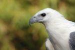 Sea Eagle Stock Photo