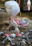 Fuengirola, Andalucia/spain - July 4 : Greater Flamingos (phoeni Stock Photo