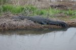 Gator In The Marsh Stock Photo