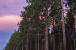 Pine Trees Forest In The Late Afternoon Stock Photo